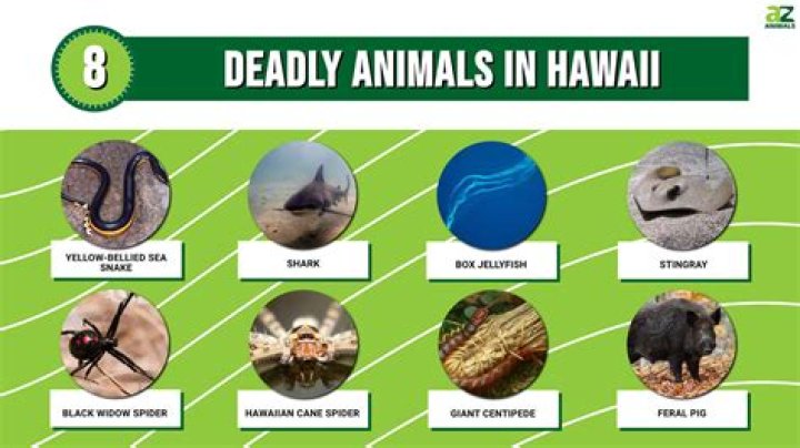 What is the most dangerous animal in Hawaii?