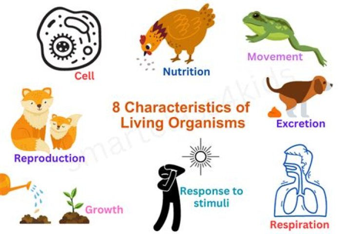 What is the most important characteristic of civilization?