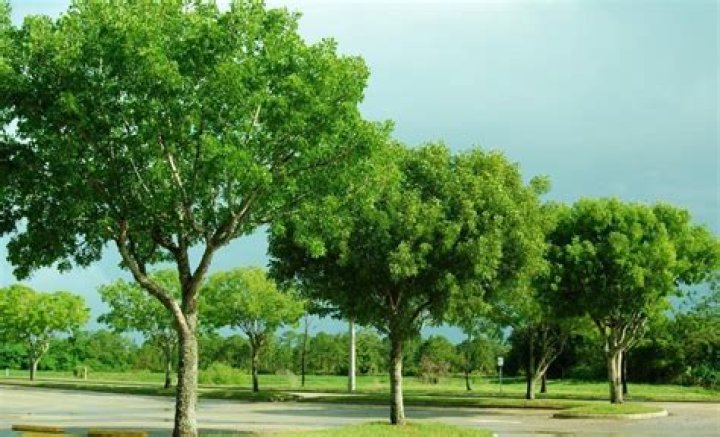 What is the national tree of Dominican Republic?