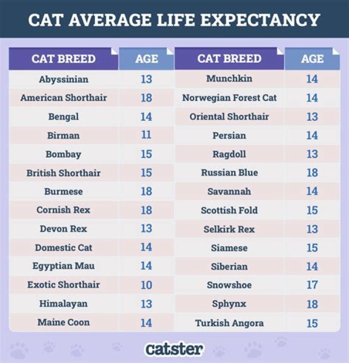 What is the normal lifespan of a Great Dane?