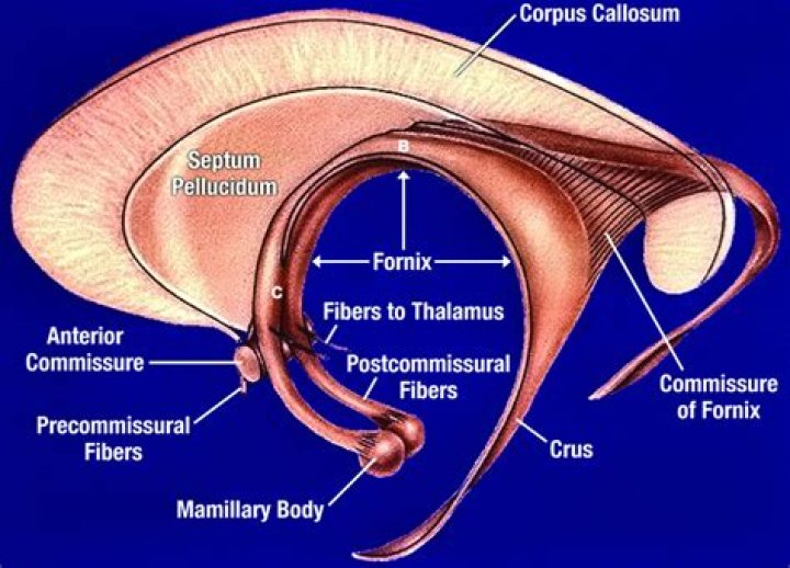 What is the posterior fornix?