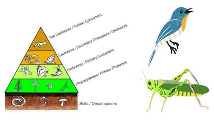What is the prey of a secondary consumer?