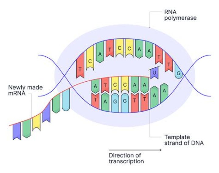 What is the process of using DNA to produce complementary RNA molecules?