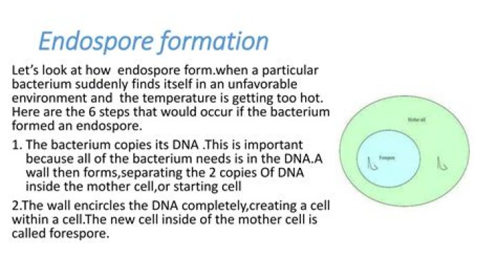 What is the purpose of Endospore formation?