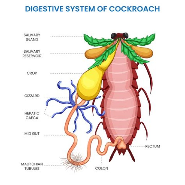 What is the pyloric caeca in a starfish?