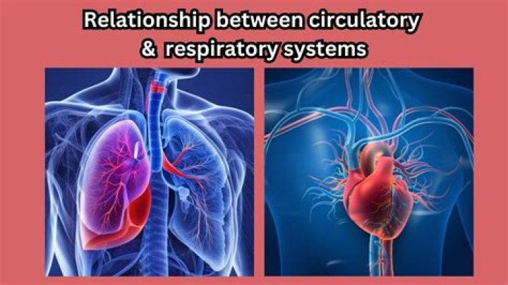 What is the relationship between the circulatory system and the muscular system?