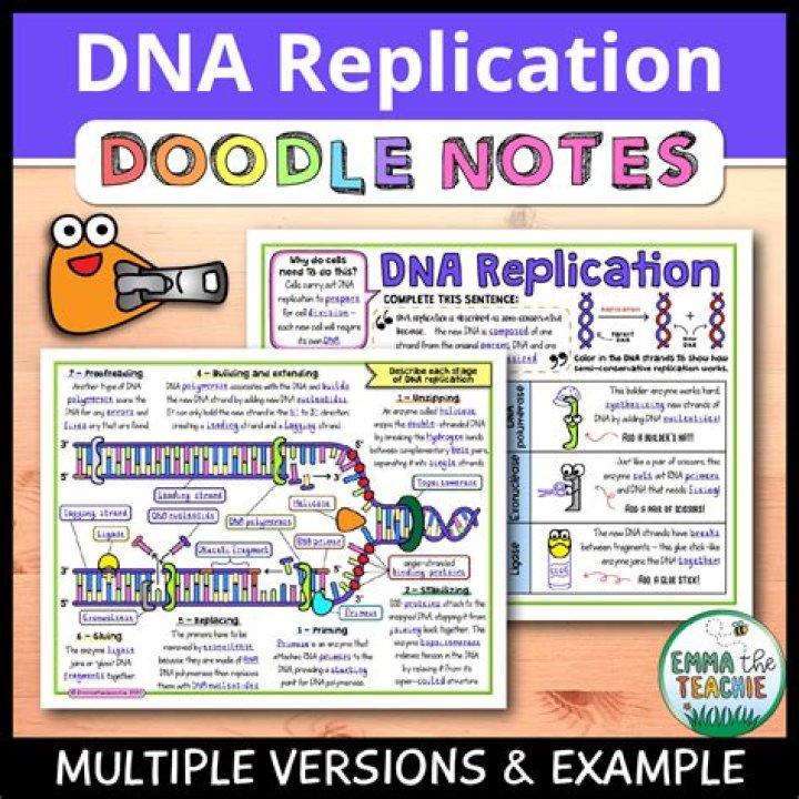 What is the result of DNA replication quizlet?