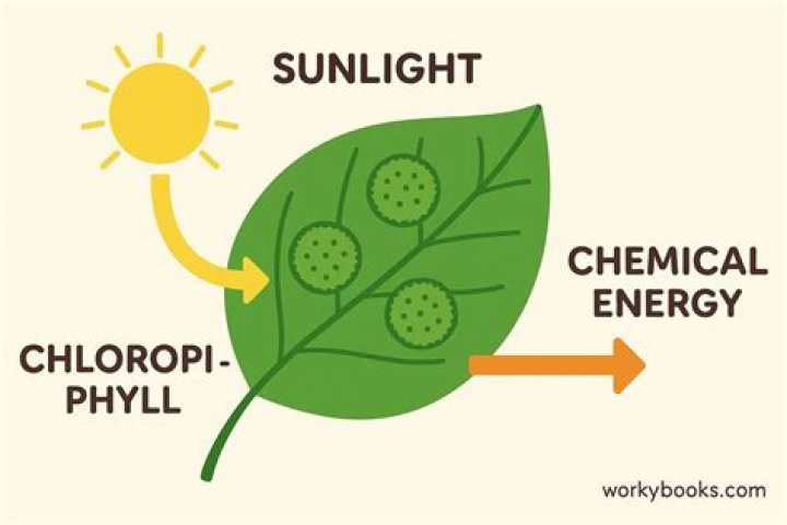 What is the role of chlorophyll in the process of photosynthesis?