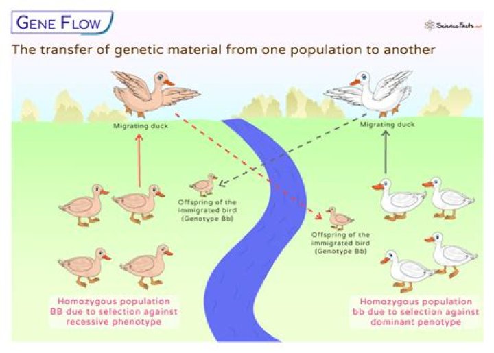 What is the role of gene flow in evolution?