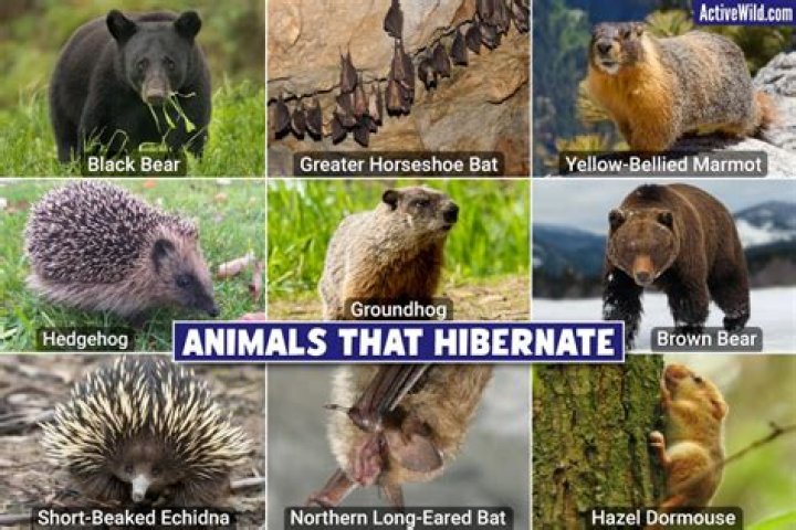 What is the role of hibernating animals in the ecosystem?