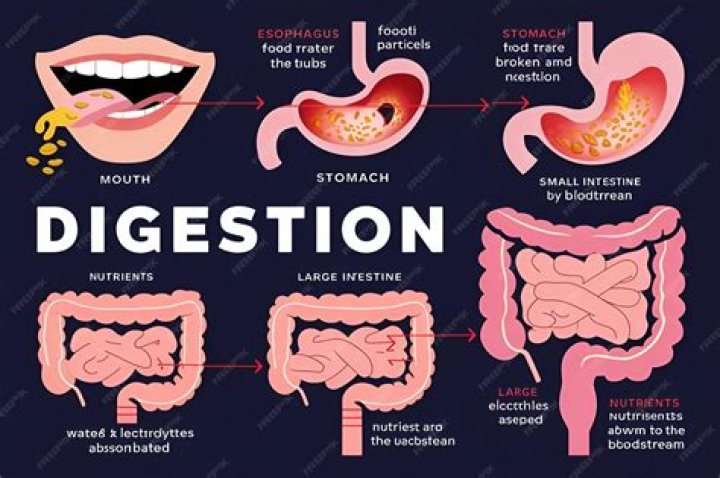 What is the role of mouth in digestion of food?