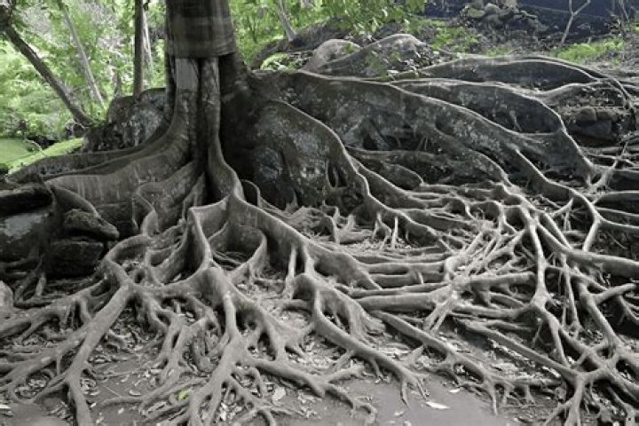 What is the root for terrible?