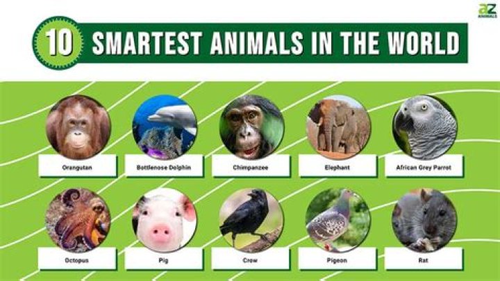 What is the second most intelligent species?