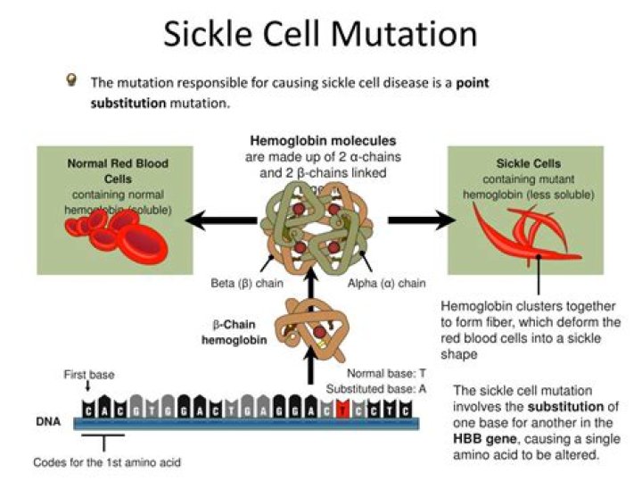 What is the sickle cell mutation?