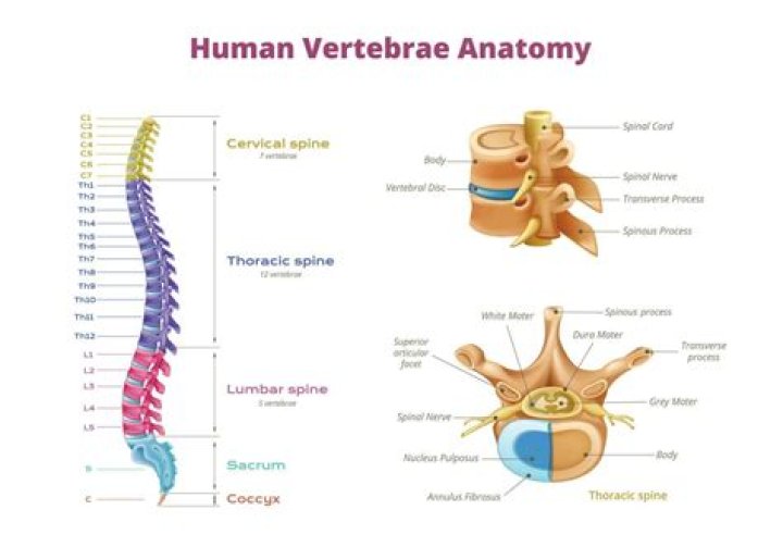 What is the singular for vertebrae?
