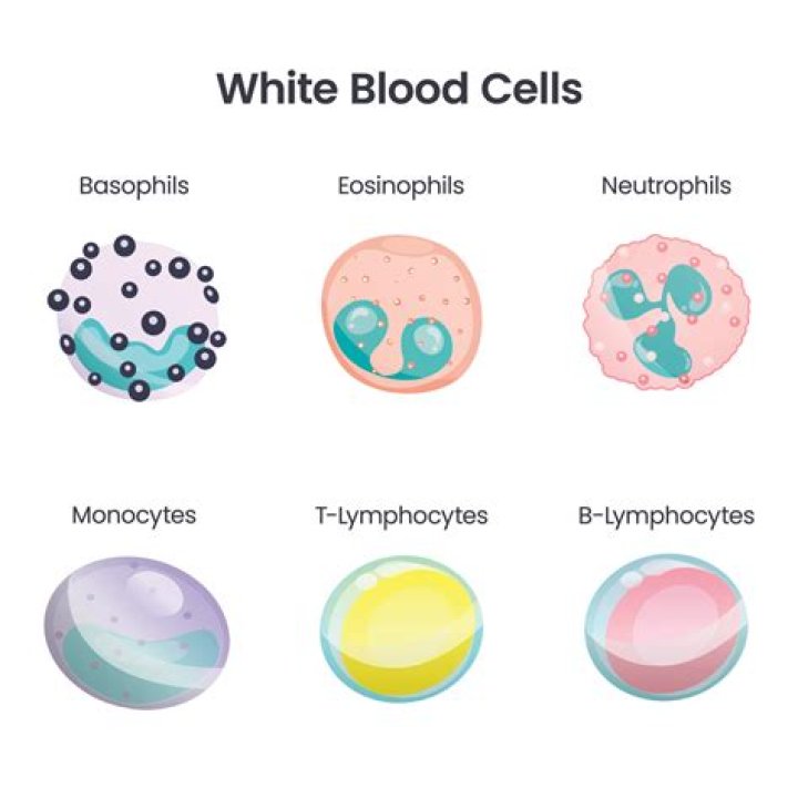 What is the structure and function of a white blood cell?