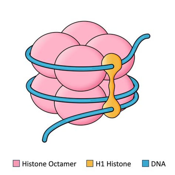 What is the structure of a histone?