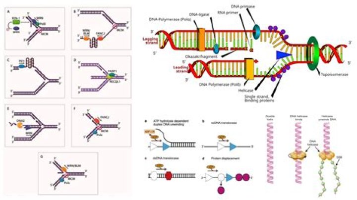 What is the structure of helicase?