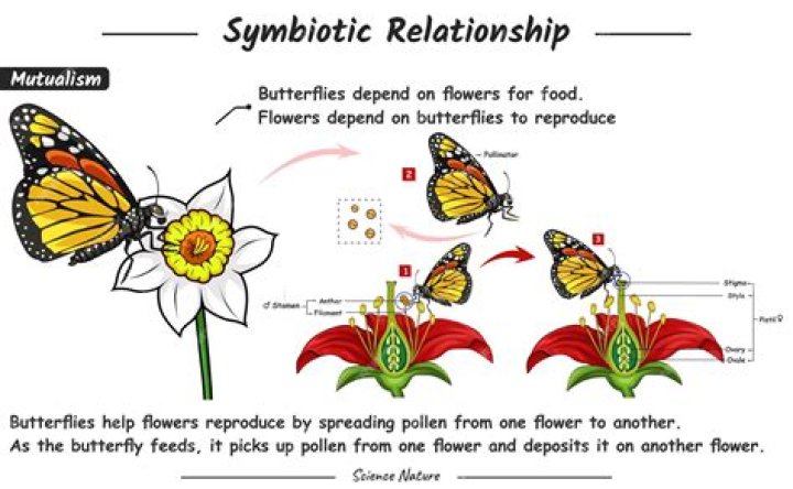 What is the symbiotic relationship between humans and bacteria?