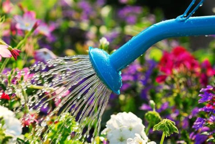 What is the thing you water flowers with?