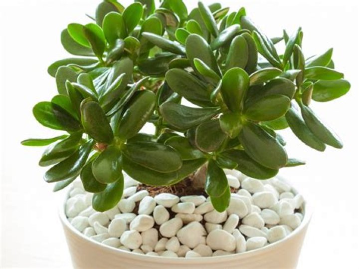 What is the use of jade plant?