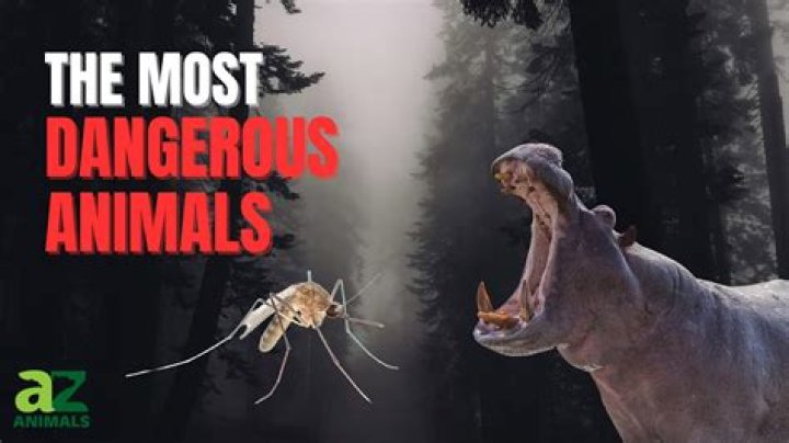 What is the world's most deadly animal?