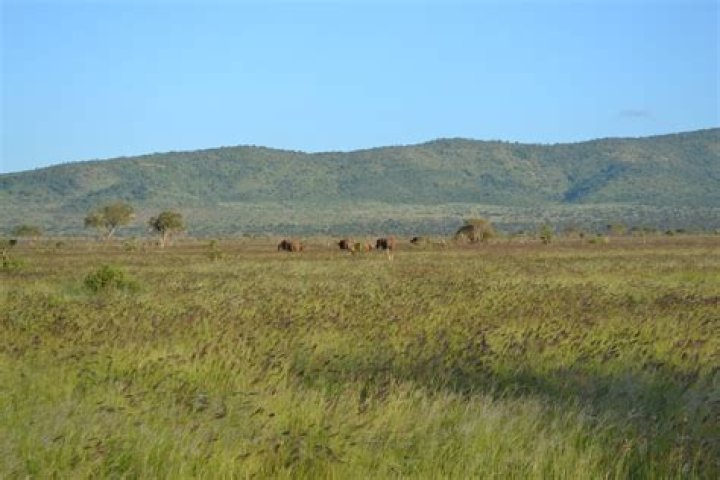 What is tropical grassland?