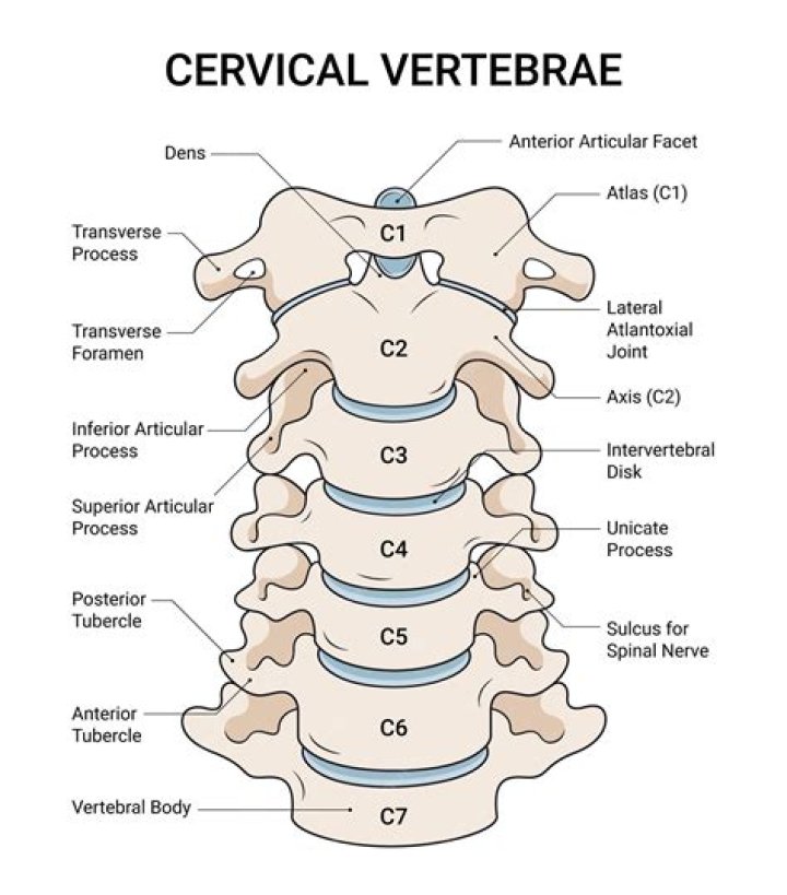 What is unique to cervical vertebrae?