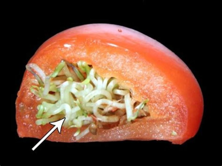 What is Vivipary in plants?
