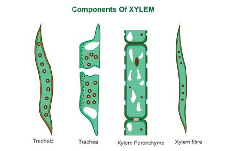 What is wood parenchyma? | ContextResponse.com