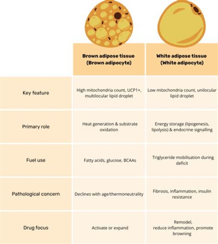 What is yellow fibrous tissue?