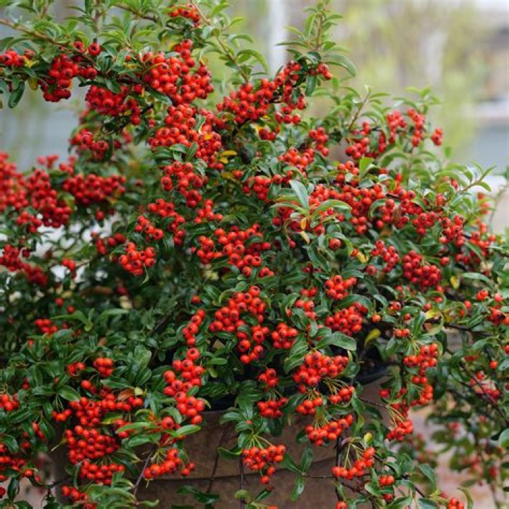 What Ivy has red berries?