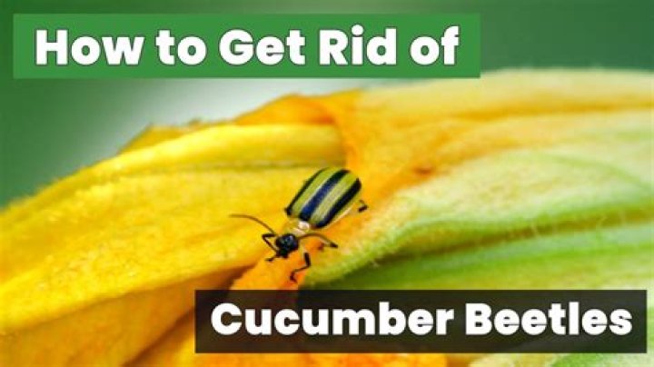 What kills cucumber beetle? | ContextResponse.com