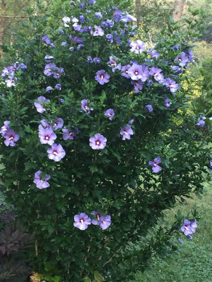 What Kills Rose of Sharon bushes?