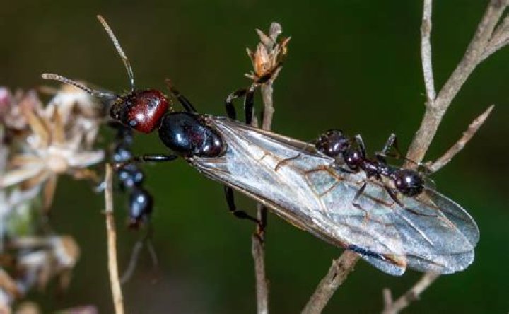 What kind of ants jump?