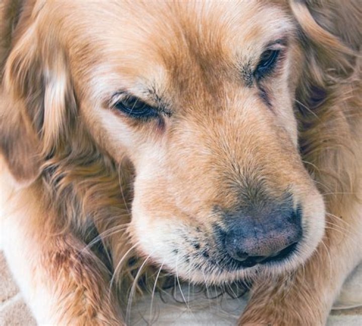 What kind of dog has a smashed in face?