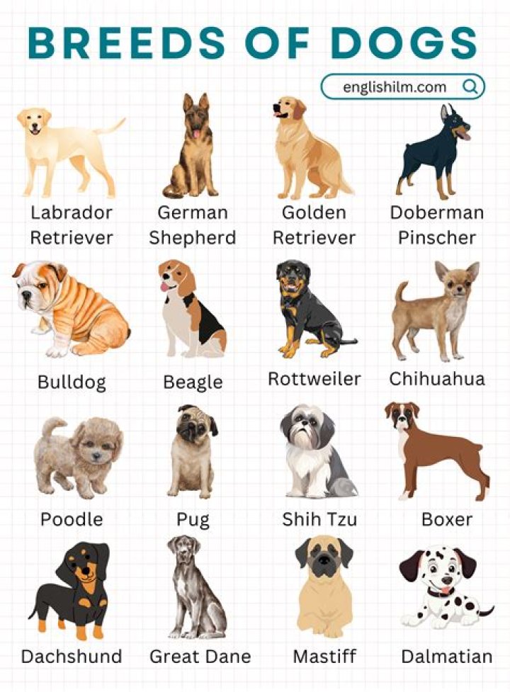 What kind of dog is a Samoyed?
