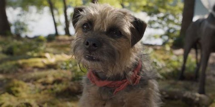 What kind of dog is in the movie absolutely anything?