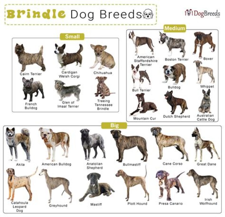 What kind of dogs have a brindle coat?