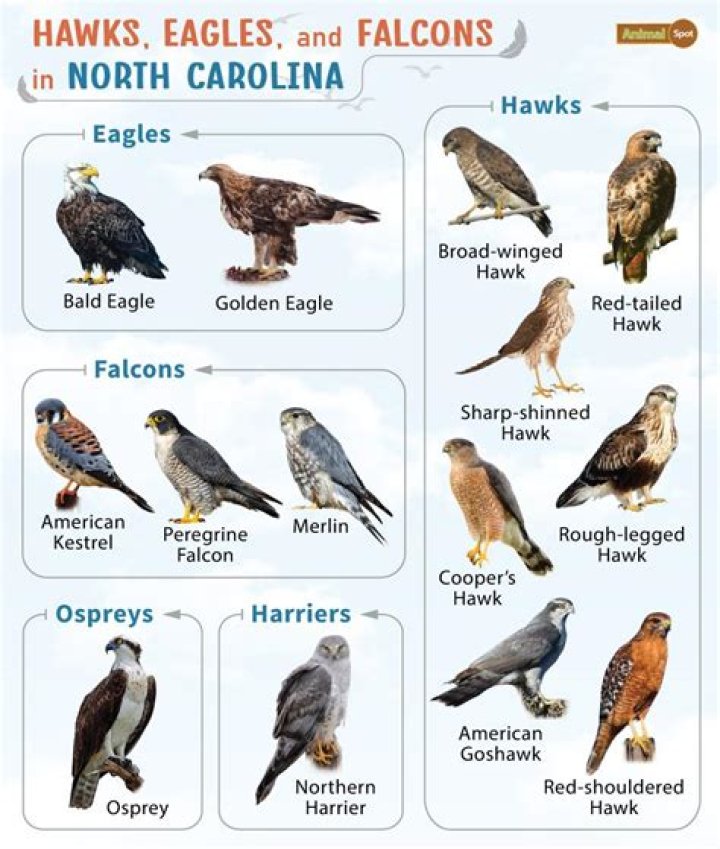 What kind of hawks are in Louisiana?