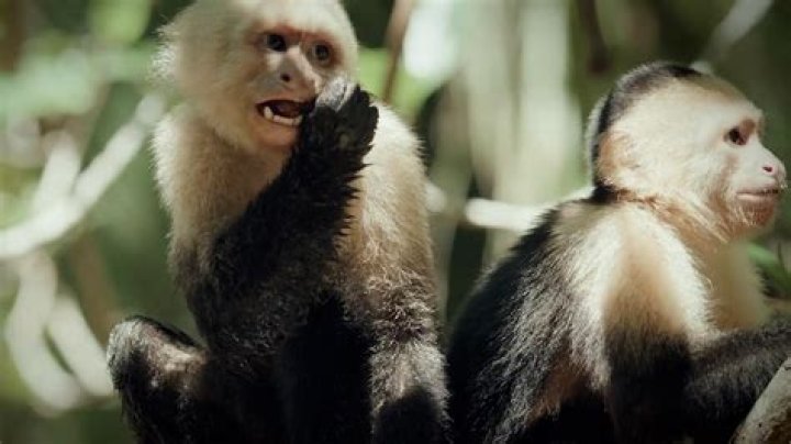 What kind of monkey is a Capuchin?