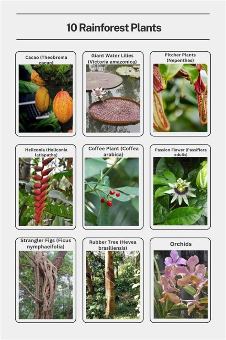 What kind of plants are in Canada?