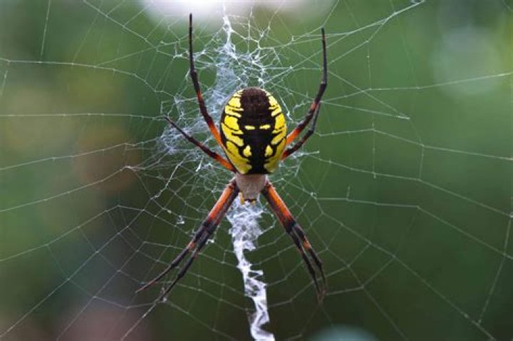 What kind of spiders can jump?