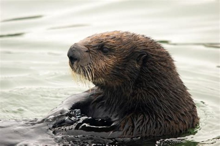 What kinds of plants live in estuaries?