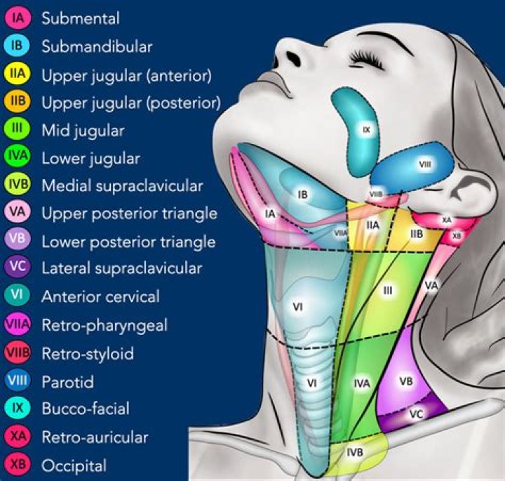 What level are cervical lymph nodes?