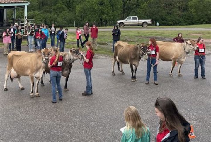 What makes a good dairy cow?