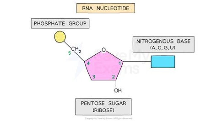 What makes up the backbone of RNA and DNA?