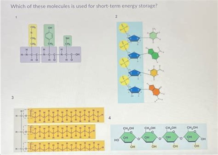 What molecule provides short term energy storage in the body?