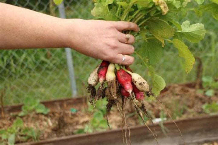 What month do you plant radishes?