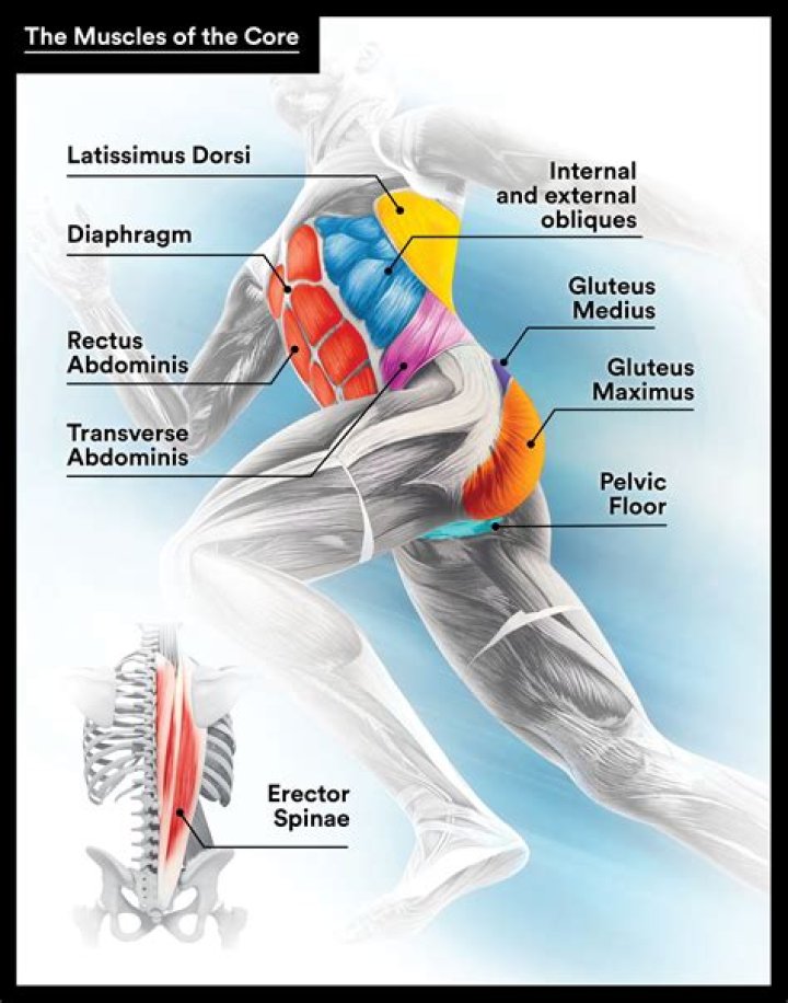 What muscles are around your waist?